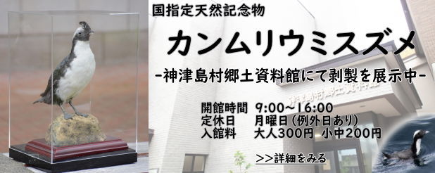 カンムリウミスズメの剥製展示中