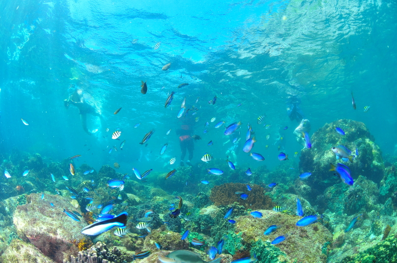 ダイビング 観光 イベント 神津島村役場オフィシャルサイト